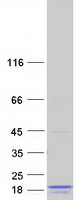 protq9bt23 limd2 human recombinant protein