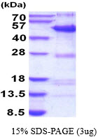 3ug by SDS-PAGE under reducing condition and visualized by coomassie blue stain.