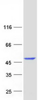 Coomassie blue staining of purified TTPAL protein