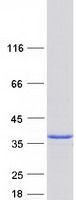 protq9bu02 thtpa human recombinant protein