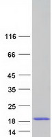 Coomassie blue staining of purified NDUFAF3 protein