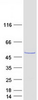 Coomassie blue staining of purified SPINDOC protein