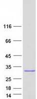 Coomassie blue staining of purified MED18 protein
