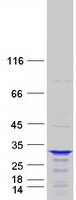 protq9bun5 ccdc28b human recombinant protein