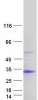 protq9bux1 chac1 human recombinant protein