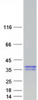 protq9bv29 ccdc32 human recombinant protein
