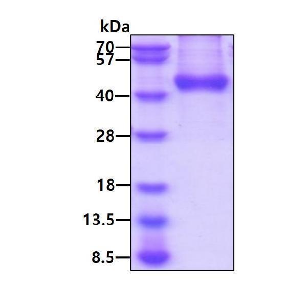 3ug by SDS-PAGE under reducing condition and visualized by coomassie blue stain