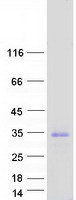protq9bvt8 tmub1 human recombinant protein