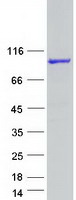 protq9bw04 sarg c1orf116 human recombinant protein