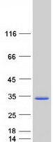 Coomassie blue staining of purified MXD3 protein