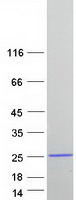 protq9bw30 tppp3 human recombinant protein