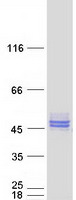 protq9bw91 nudt9 human recombinant protein