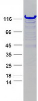protq9bwu0 kanadaptin slc4a1ap human recombinant protein