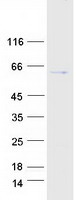 protq9bwv3 cdadc1 human recombinant protein