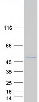 protq9bww4 ssbp3 human recombinant protein