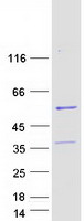 protq9bx40 fam61b lsm14b human recombinant protein