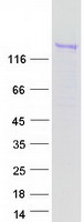 protq9bx66 sorbs1 human recombinant protein