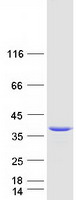 Coomassie blue staining of purified NPL protein