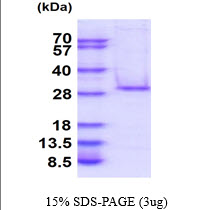 3ug by SDS-PAGE under reducing condition and visualized by coomassie blue stain