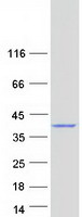 protq9bxj3 ctrp4 c1qtnf4 human recombinant protein