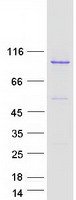 Coomassie blue staining of purified BCL2L13 protein