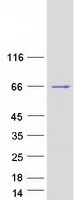 protq9bxm9 fsd1l human recombinant protein
