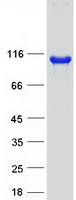 protq9bxw6 orp1 osbpl1a human recombinant protein