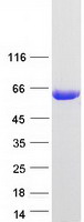 Coomassie blue staining of purified PACSIN1 protein