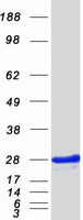 protq9by32 itpa human recombinant protein