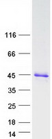 protq9by43 chmp4a human recombinant protein