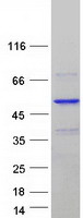 protq9by77 skar poldip3 human recombinant protein