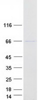 protq9byc5 fut8 human recombinant protein