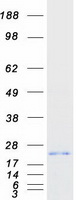 protq9byd1 mrpl13 human recombinant protein