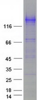 protq9byh1 sez6l human recombinant protein