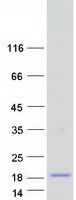 protq9byr6 krtap3 3 human recombinant protein