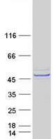 protq9bys8 lrrc2 human recombinant protein