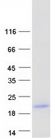 Coomassie blue staining of purified KRTAP2-2 protein