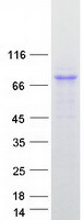 protq9byt8 nln human recombinant protein