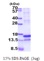 3ug by SDS-PAGE under reducing condition and visualized by coomassie blue stain