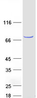 Coomassie blue staining of purified FRMD8 protein