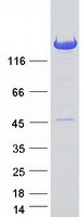 protq9bz72 pitpnm2 human recombinant protein