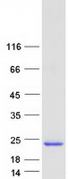 protq9bza5 cyorf15a human recombinant protein