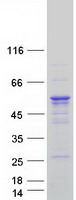protq9bzb8 cpeb1 human recombinant protein