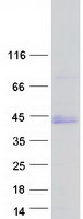 protq9bze3 barhl1 human recombinant protein