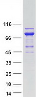 protq9bze9 tug aspscr1 human recombinant protein