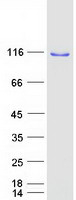 protq9bzf3 osbpl6 human recombinant protein