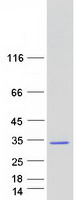 protq9bzg1 rab34 human recombinant protein