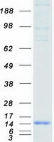 protq9bzl1 ubl5 human recombinant protein