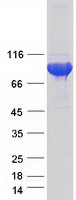Coomassie blue staining of purified SHCBP1L protein