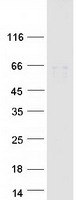 protq9bzr9 gerp trim8 human recombinant protein